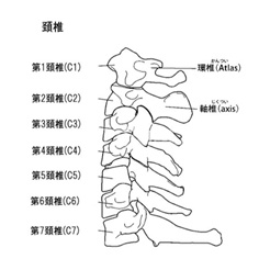 頸椎